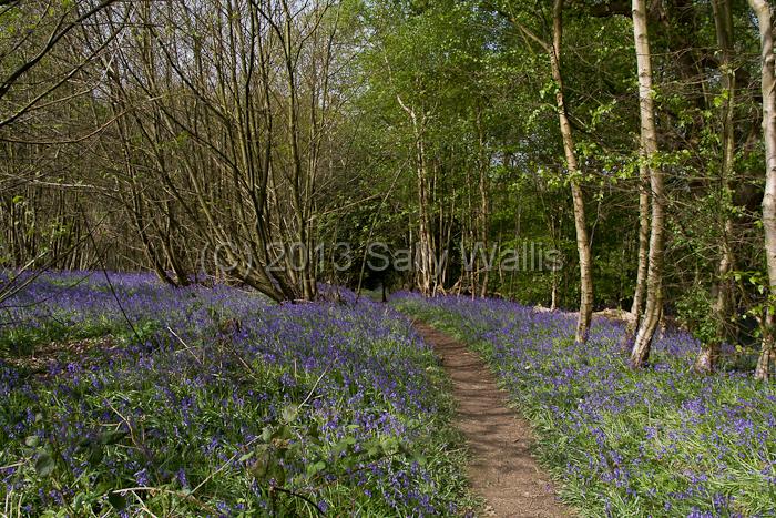 Bluebell walk.jpg